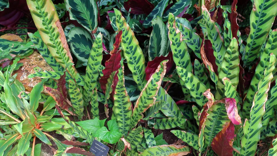 Hojas verdes de Goeppertia lancifolia manchadas con el reverso púrpura