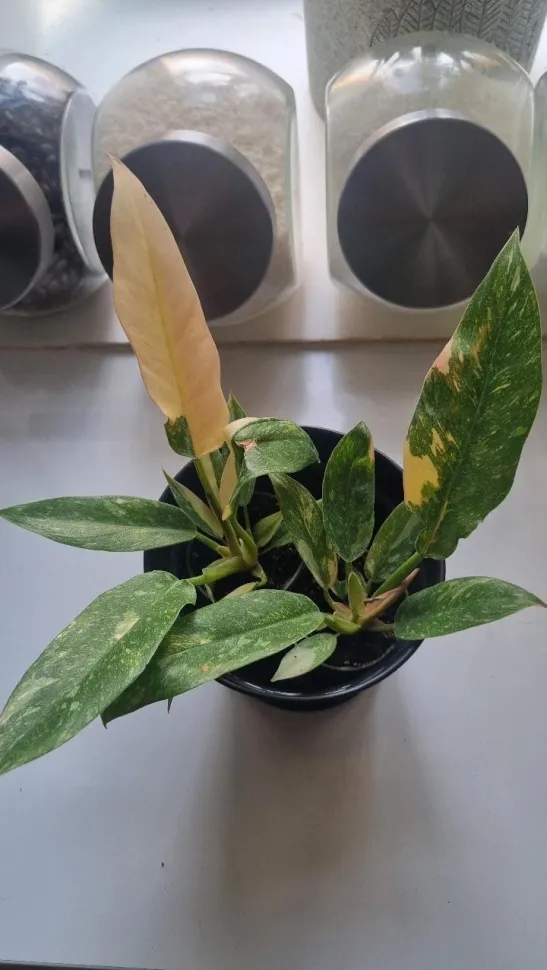Philodendron 'Ring of Fire