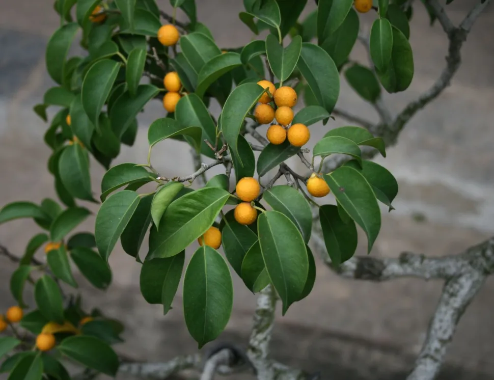 Orange fruit Ficus benjamina