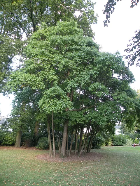 Irokesisk laurbær Sassafras albidum i jorden