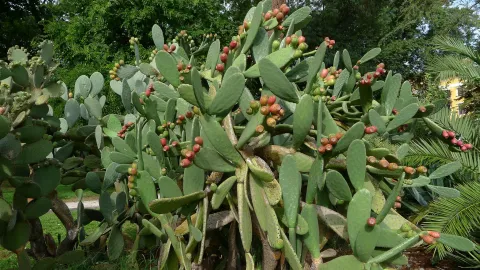 Opuntia ficus-indica en el suelo