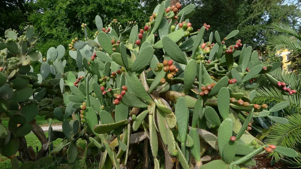 Opuntia ficus-indica im Freiland