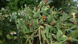 Opuntia ficus-indica in the ground