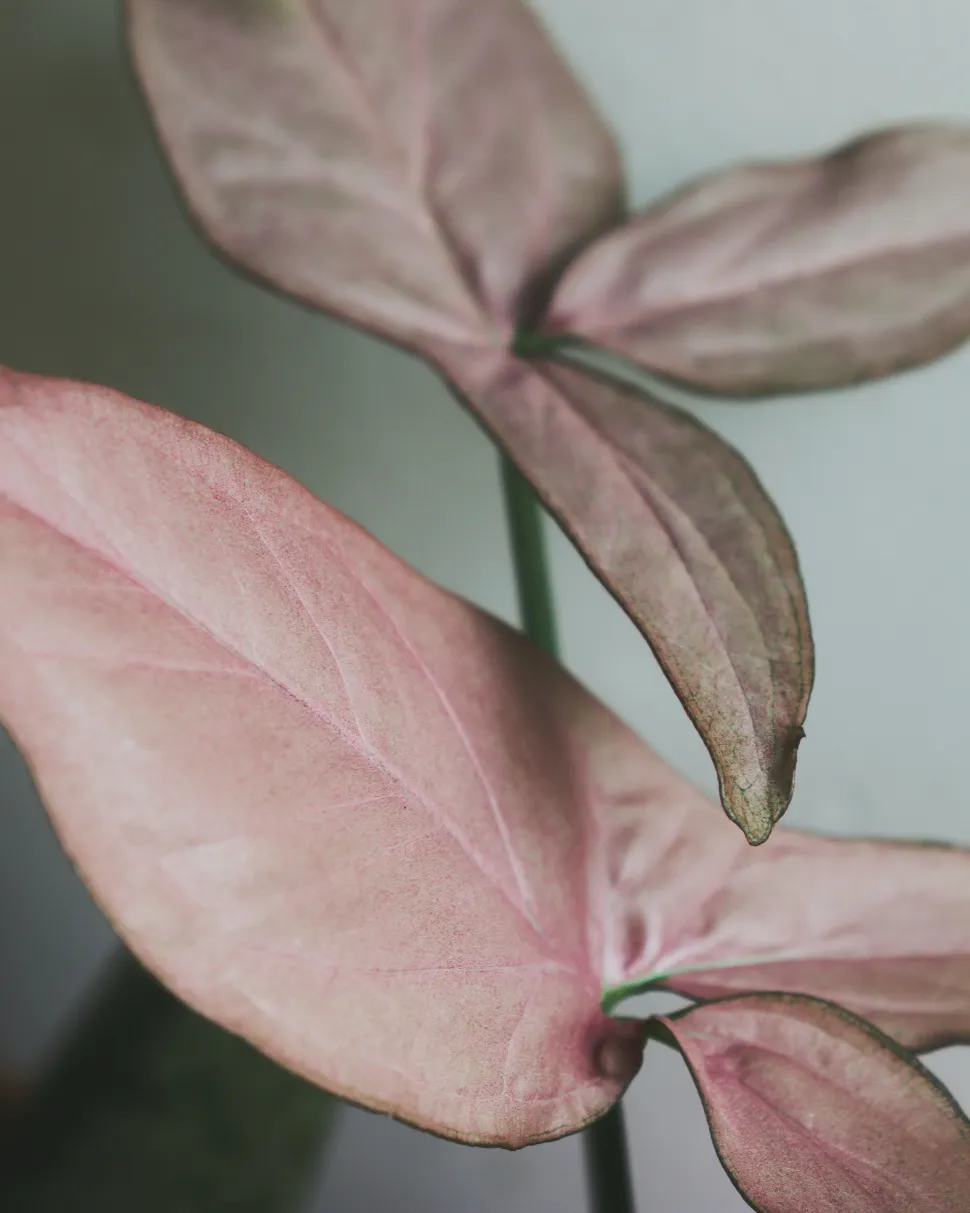Hojas rosas Syngonium Neon Robusta