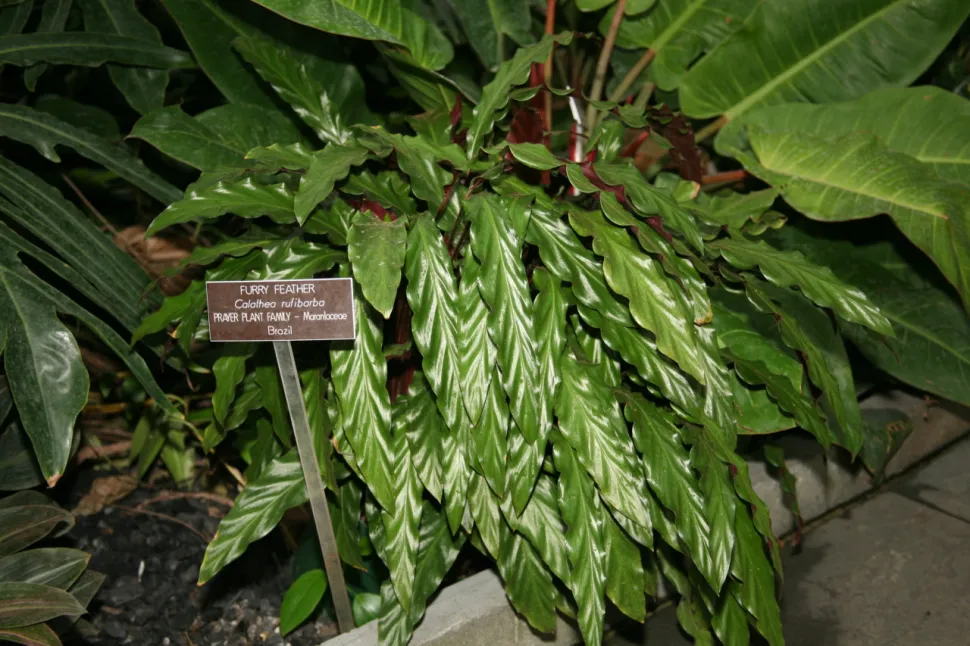 Planta verde Calathea Rufibarba natureza