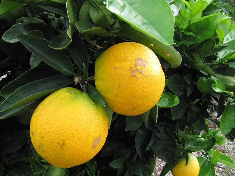 Oranges on a tree