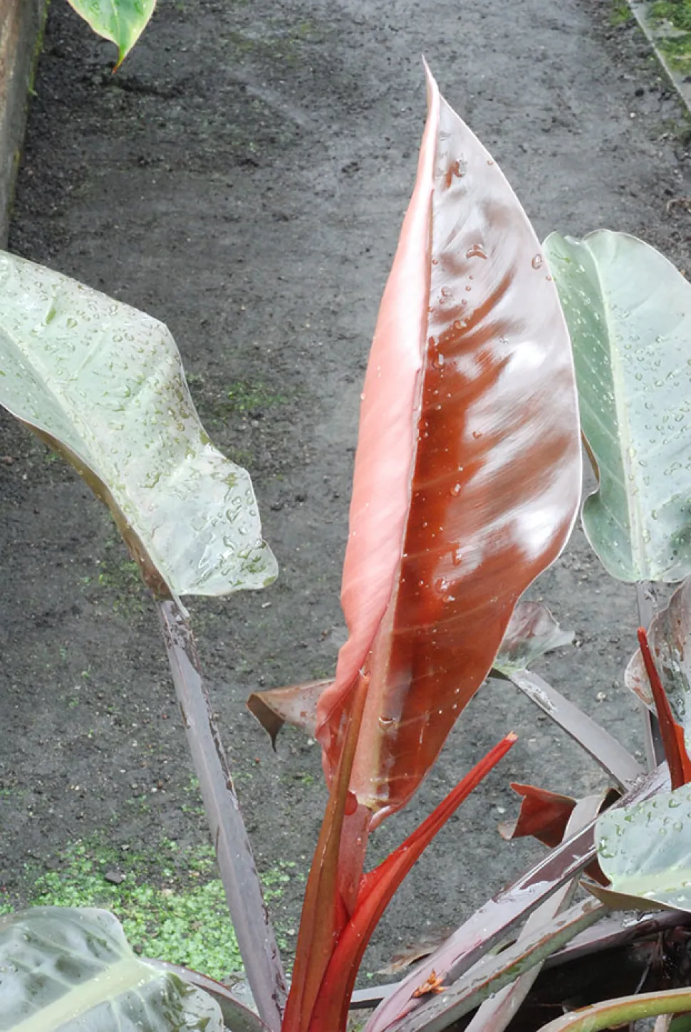 Hoja joven de Philodendron 'Imperial Red