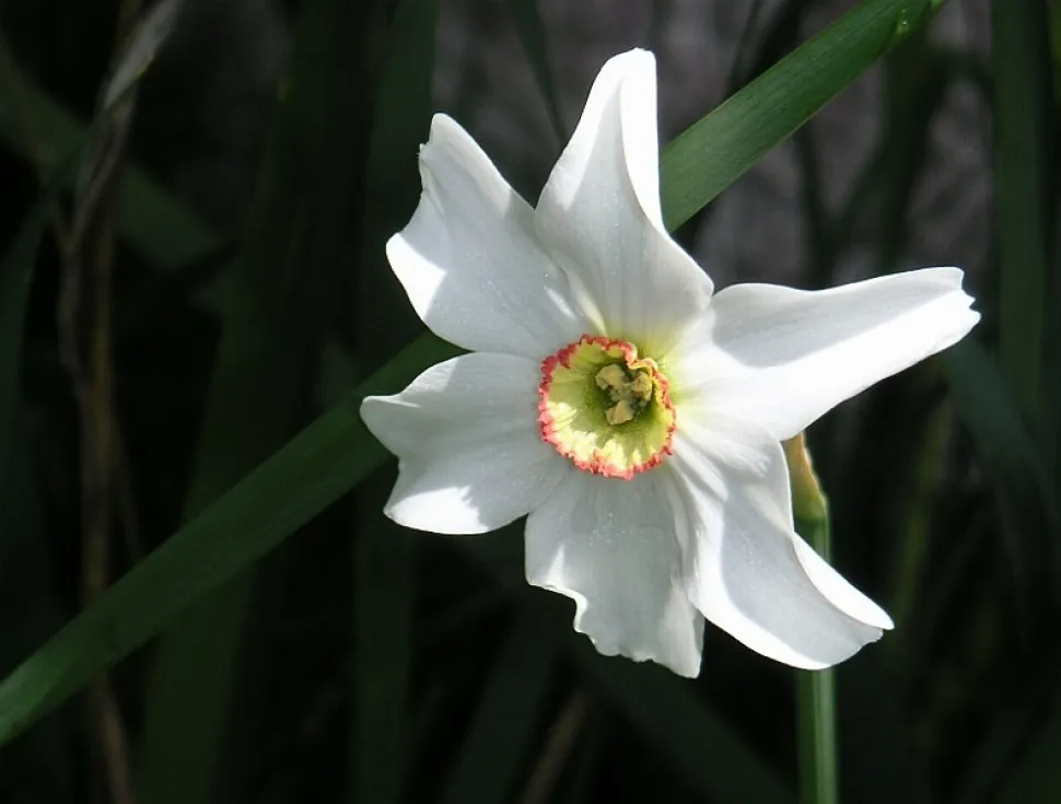 Fleur narcisse des poètes