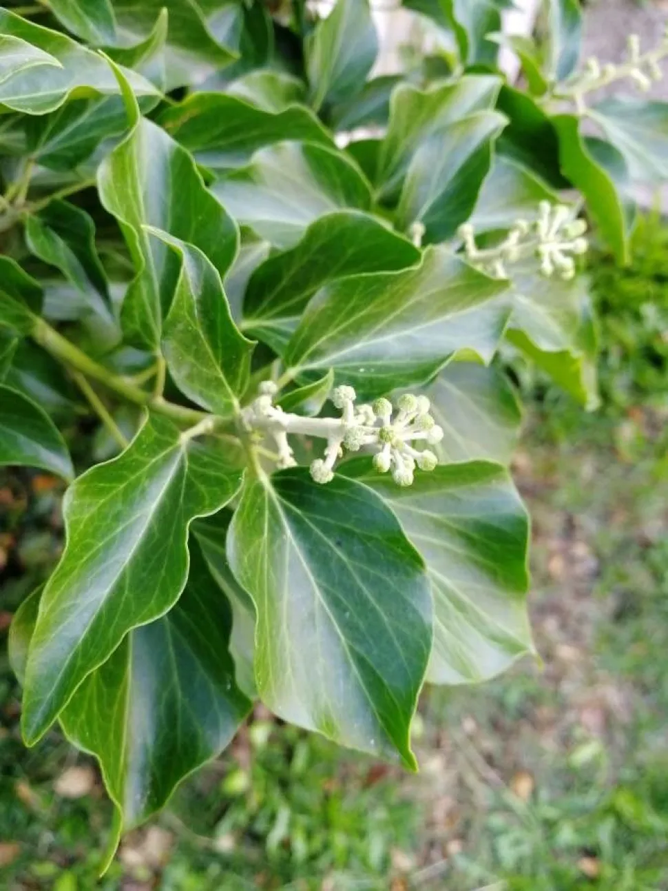 Folhas e flores de hera 'Arborescens