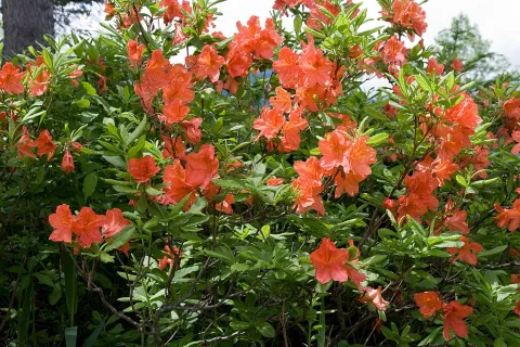 Arbusto florido de azálea japonesa