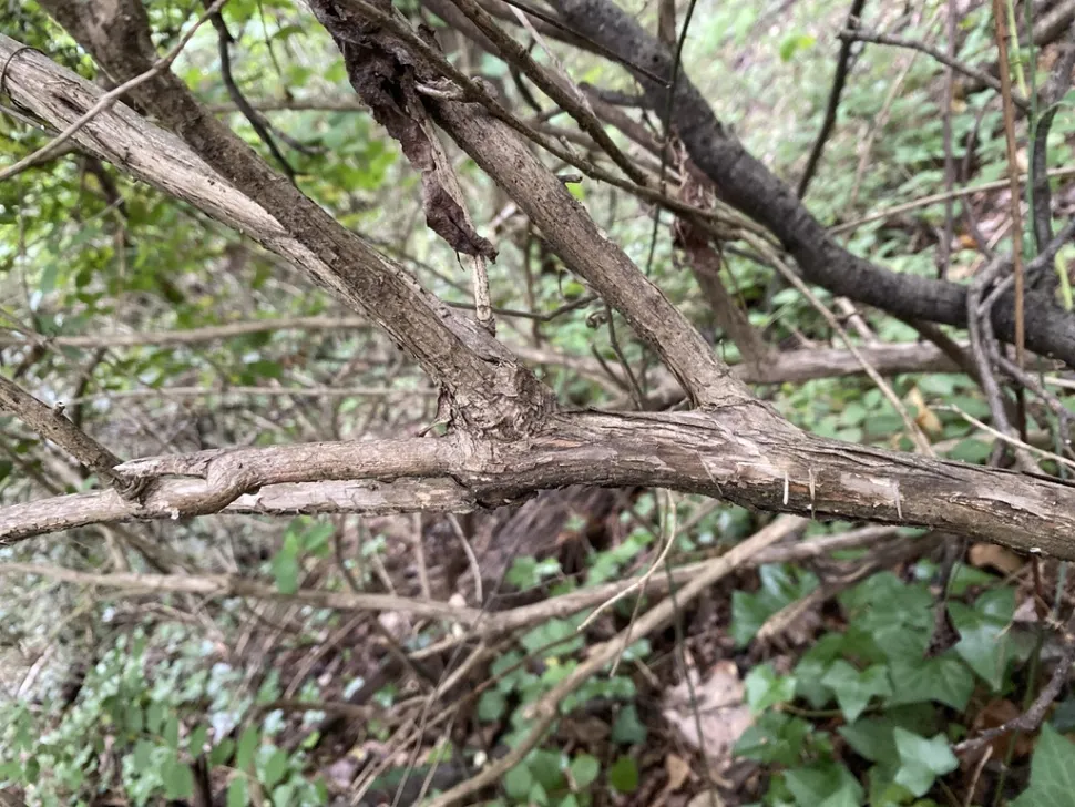 Bark Lonicera fragrantissima vinterkaprifolie