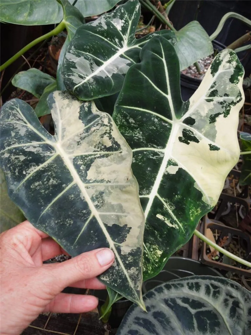 Alocasia Frydek variegata verde e bianca