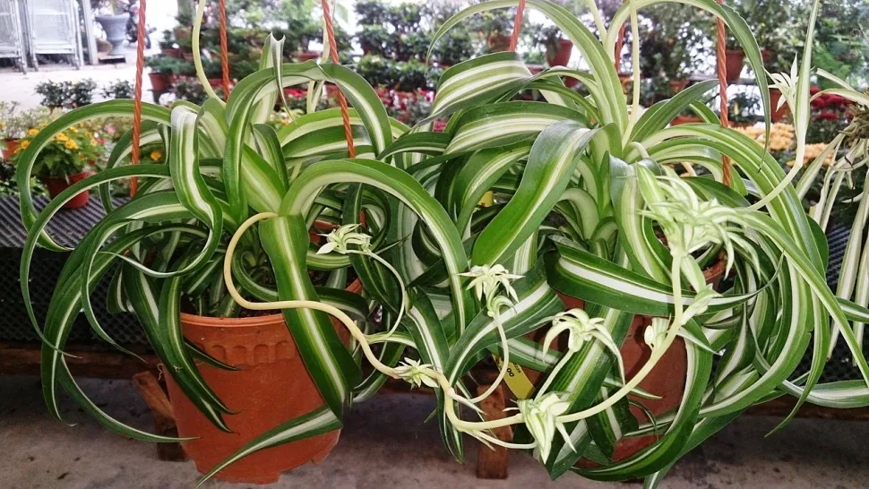 Chlorophytum Bonnie en flor