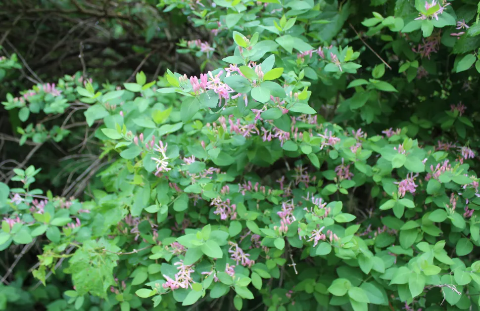 Lyserød kaprifolie Lonicera tatarica