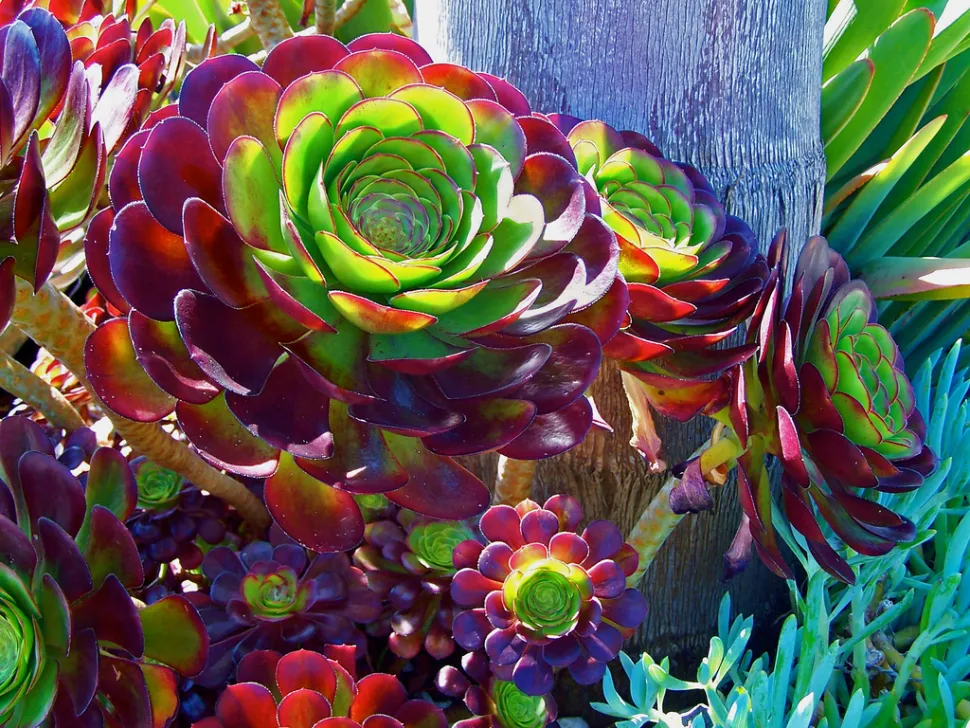Rosette di foglie di Aeonium atropurpureum