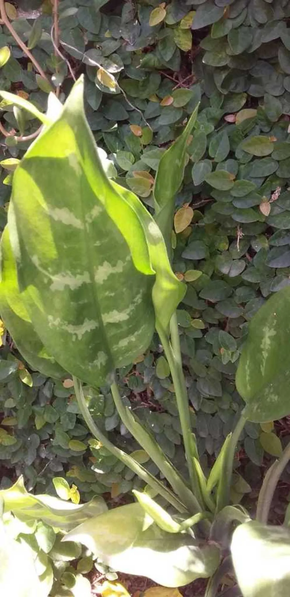 Blad van Aglaonema modestum