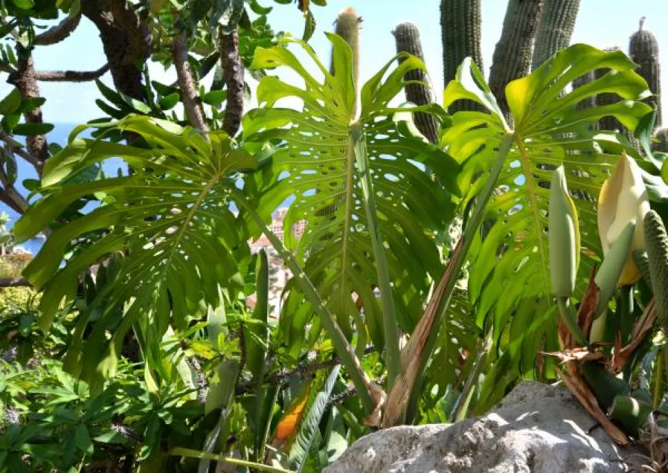 Folhas de Monstera deliciosa
