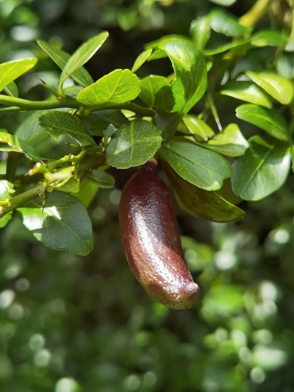 Frutto di Citrus australasica