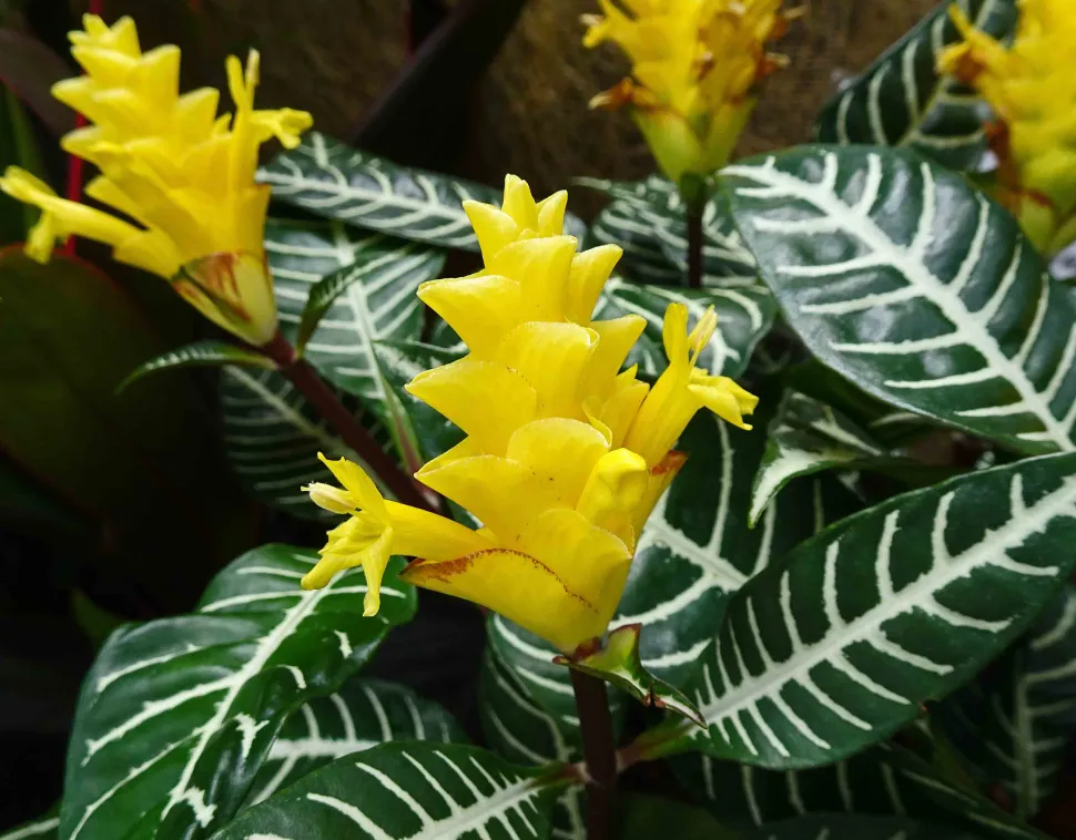 Flor Aphelandra Dania