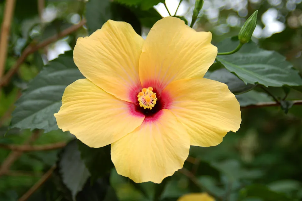Flor de Hibiscus rosa-sinensis