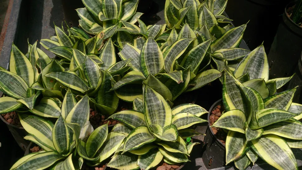 Meerdere Sansevieria trifasciata 'Golden Hahnii'