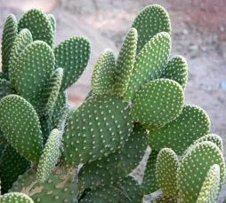 Opuntia microdasys cladodes