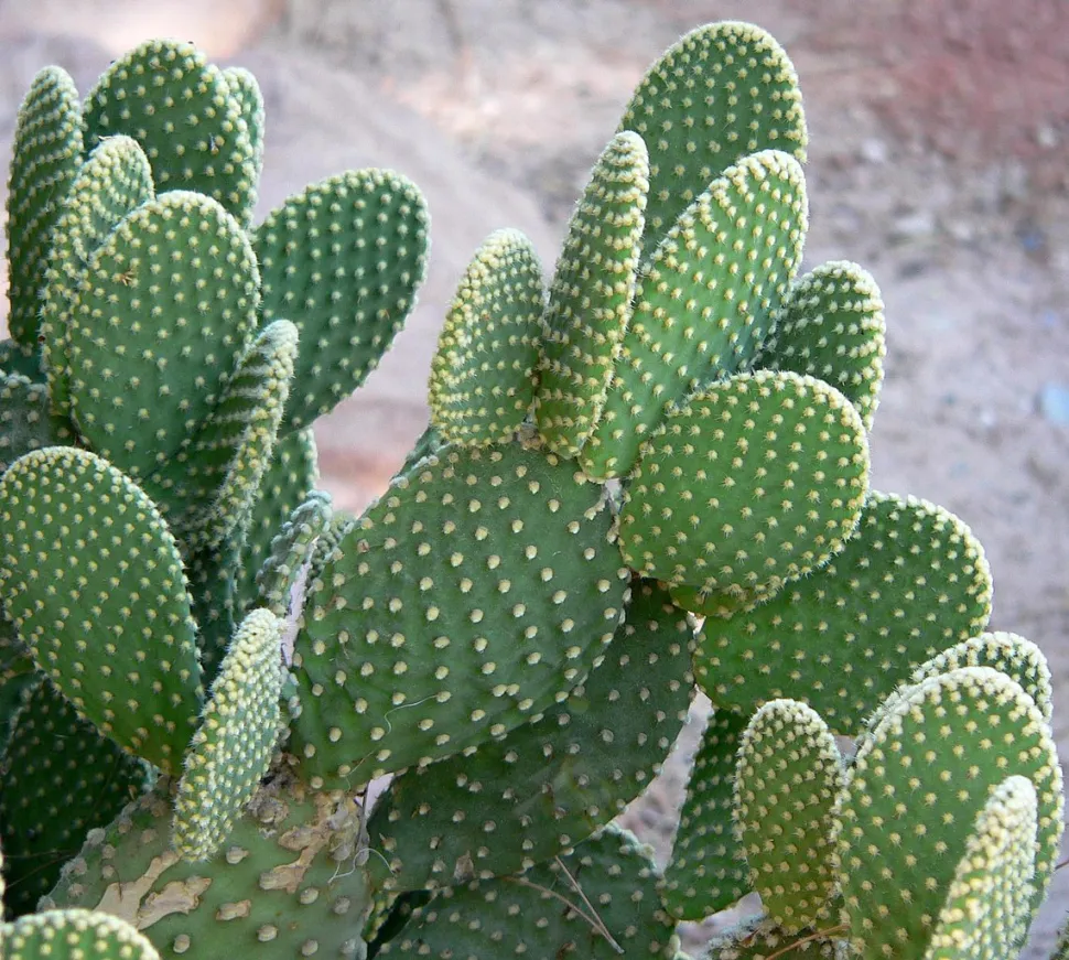Opuntia microdasys-Kladodien