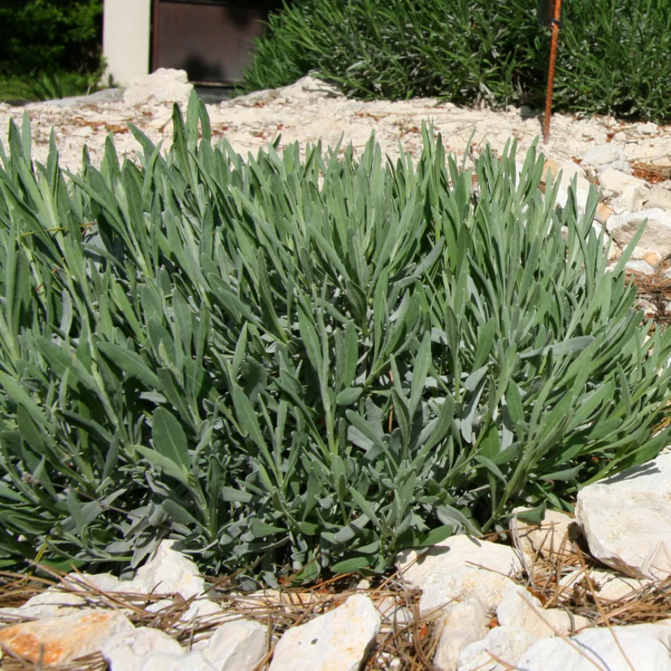 Arbusto Lavandula latifolia lavanda aspic