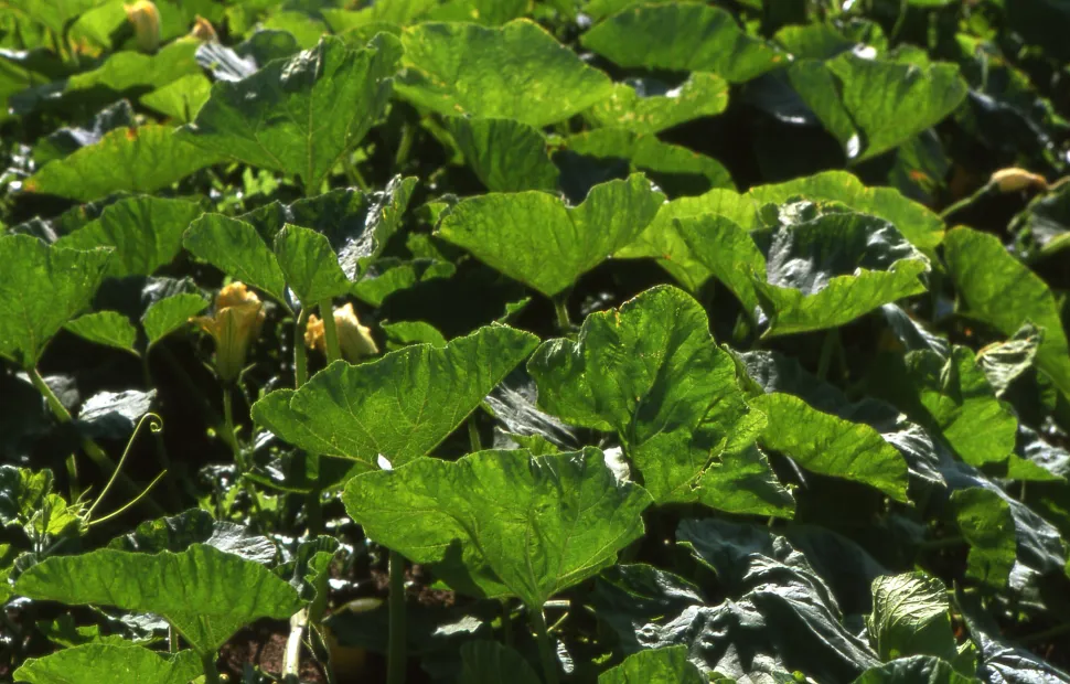 Groene bladeren Cucurbita maxima