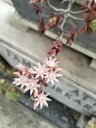 Bloemen van Aeonium haworthii