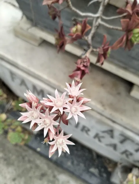 Blomster af Aeonium haworthii