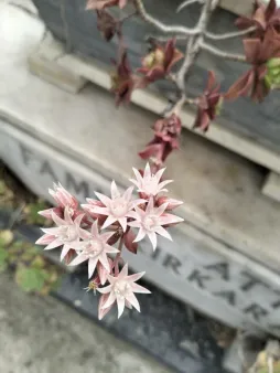 Fleurs d'Aeonium haworthii