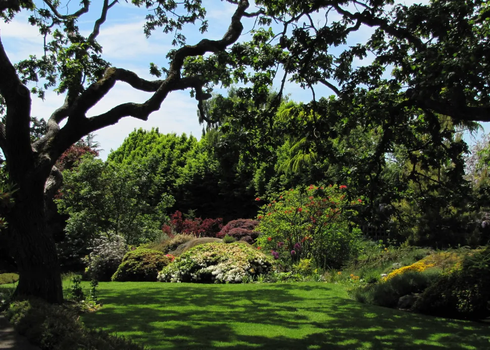 A partially shaded garden