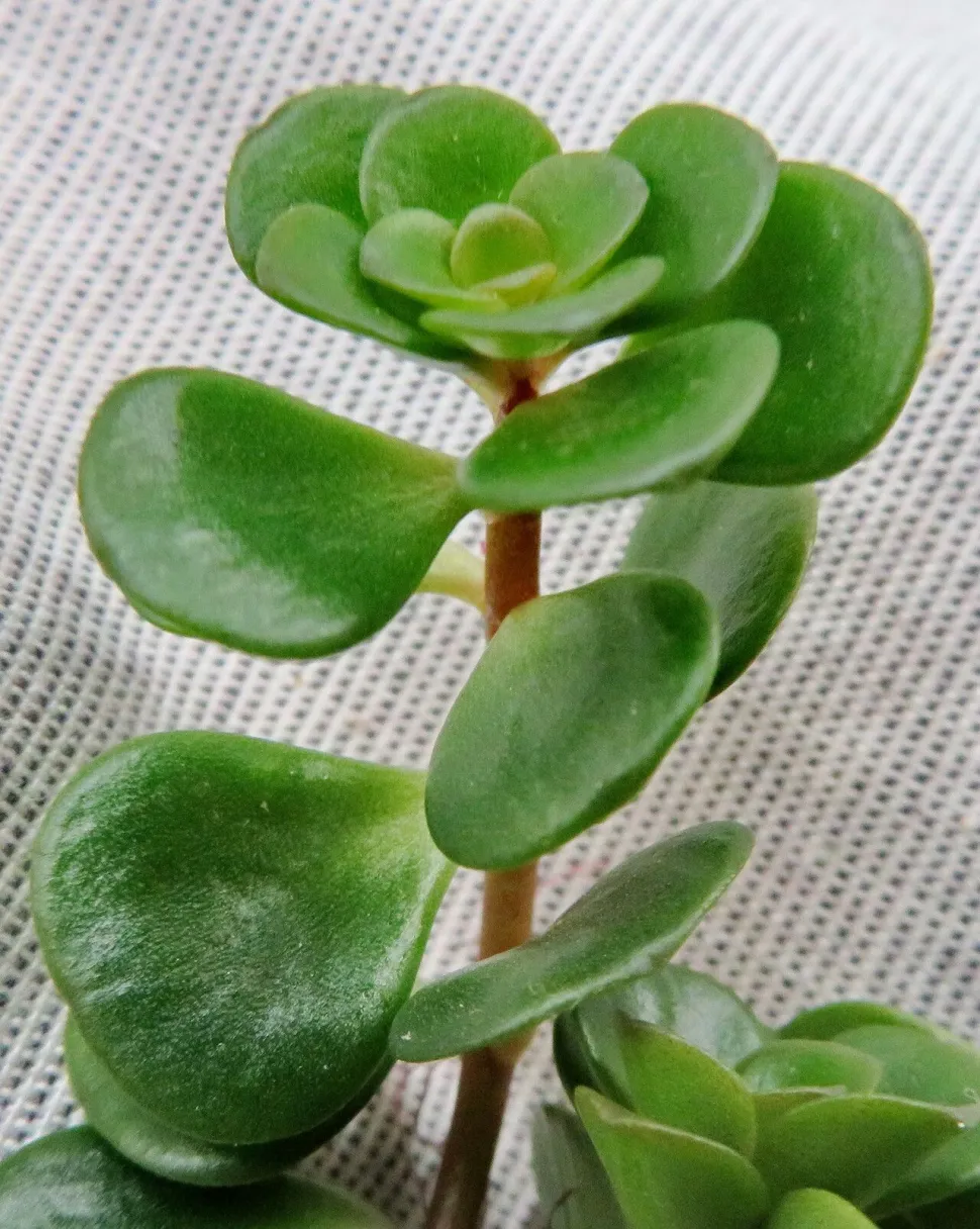 Sedum Tundra Tornado blade