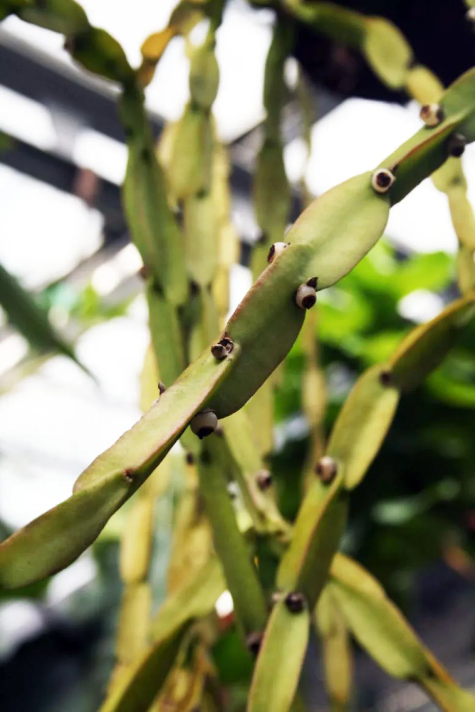 Segmentierter Stängel Rhipsalis paradoxa