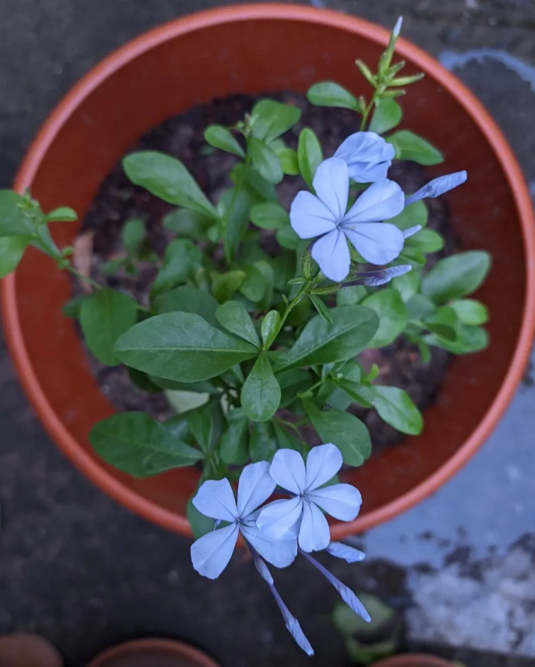 Blå Plumbago auriculata i en potte