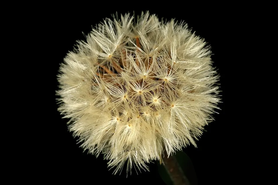 Semi Gerbera jamesonii