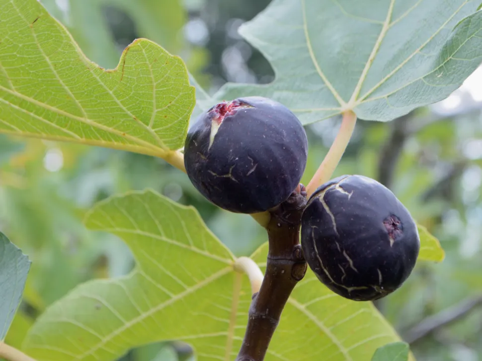 Violette Feigen FIcus carica