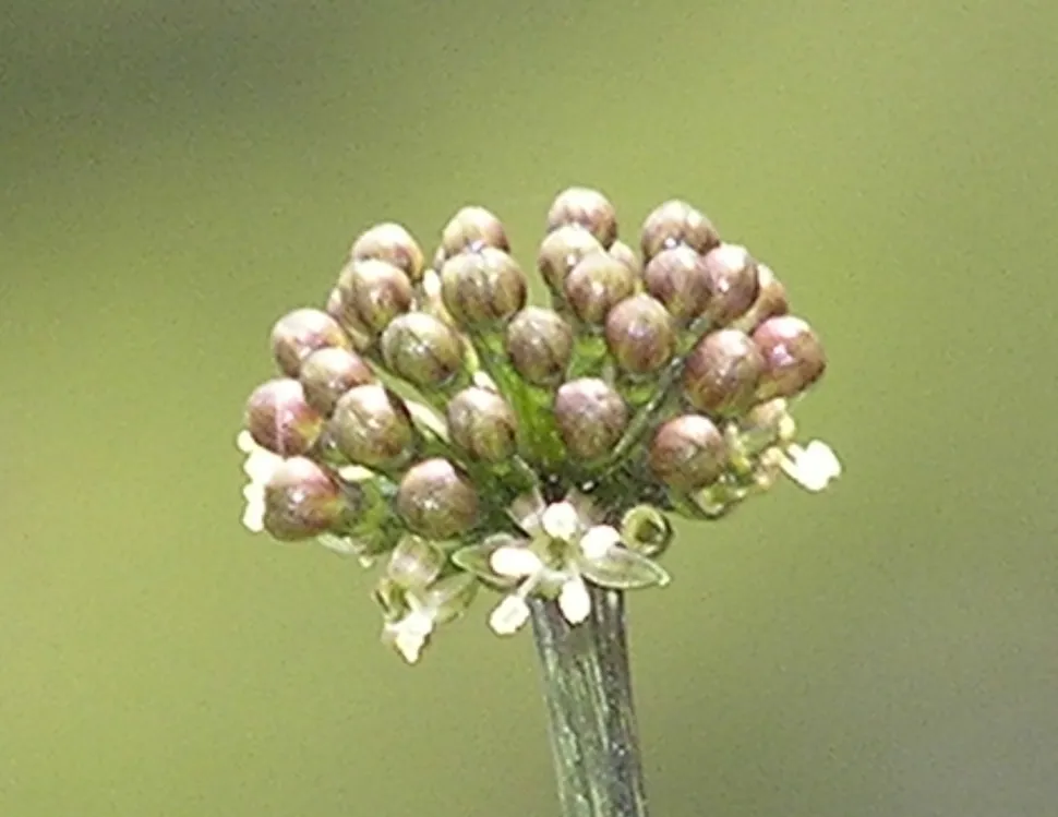 Bloem van Polyscias filicifolia