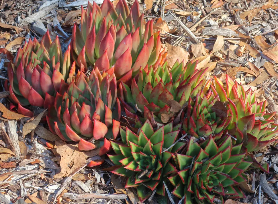 Echeveria agavoides saftige grønne og røde blade