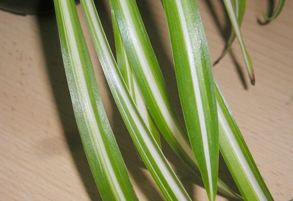 Bladeren van Chlorophytum variegatum