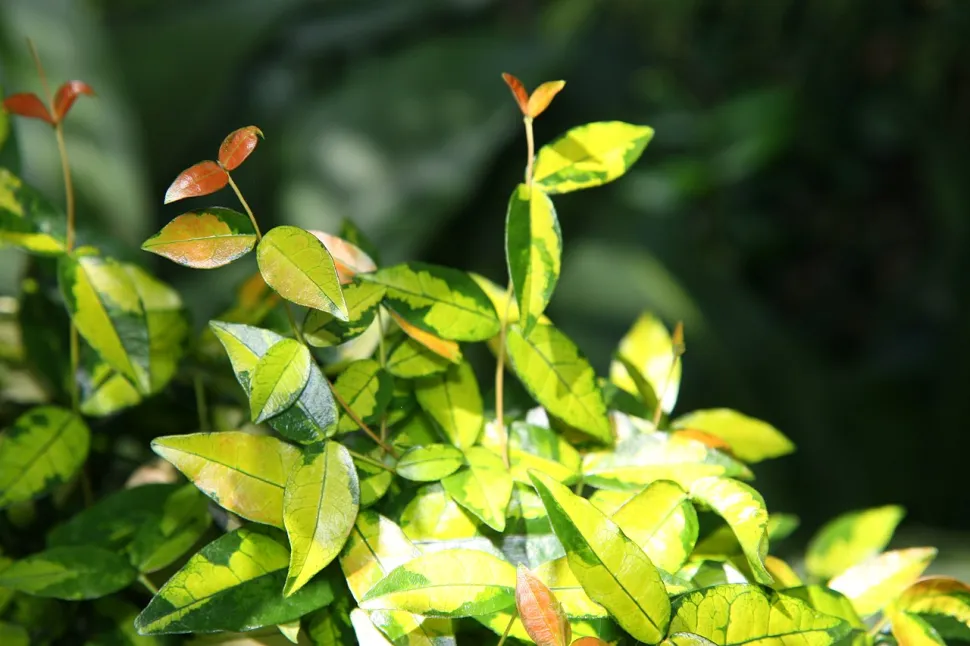 Falscher Jasmin hell- und dunkelgrüne Blätter Trachelospermum Ogon-Nishiki