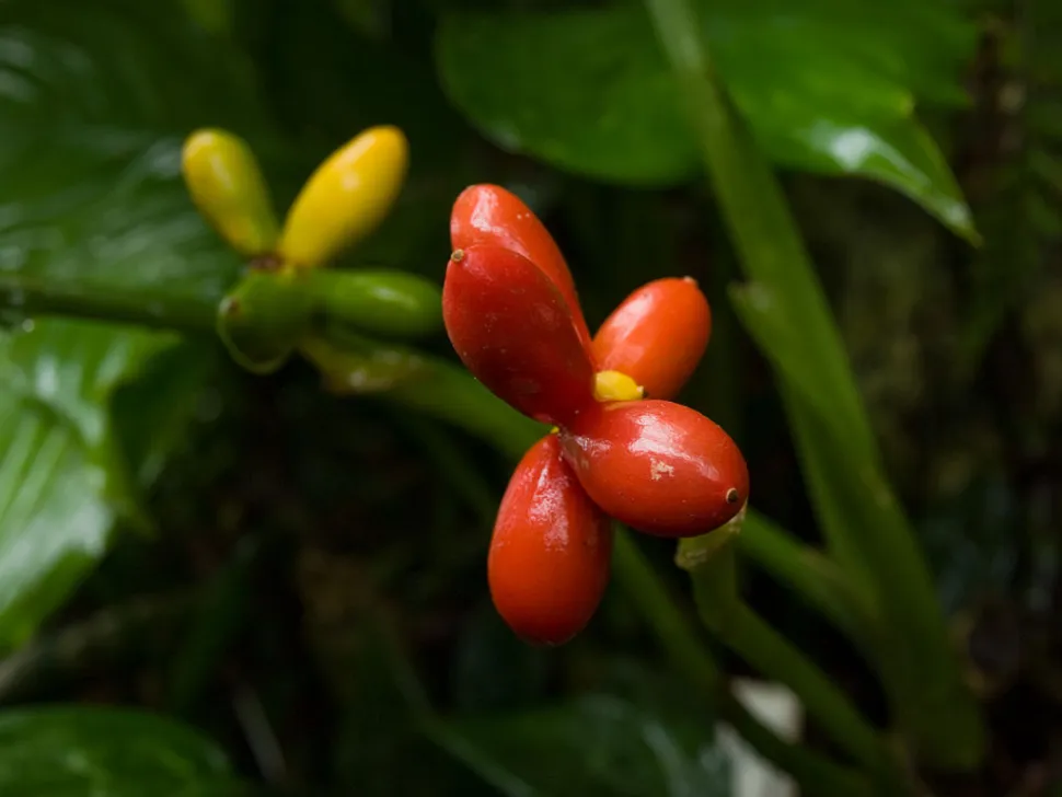 Beere von Aglaonema commutatum