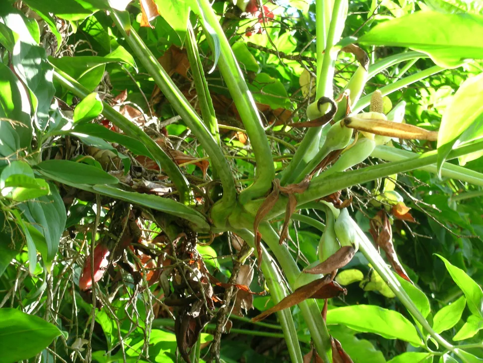 Blade og blomster af Syngonium podophyllum
