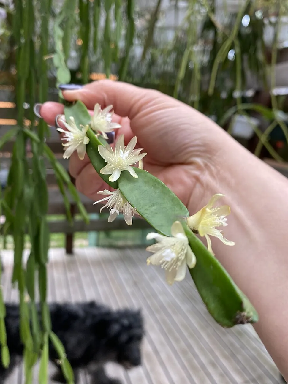 Blumen Rhipsalis paradoxa