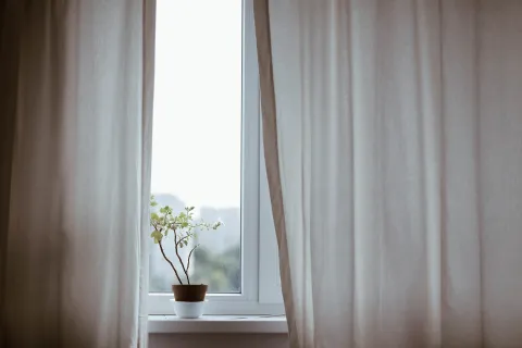 Eine Pflanze wartet darauf, dass ihr Besitzer aus dem Urlaub zurückkommt