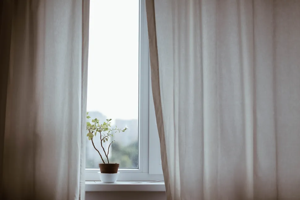 Una planta espera a que su dueño vuelva de vacaciones