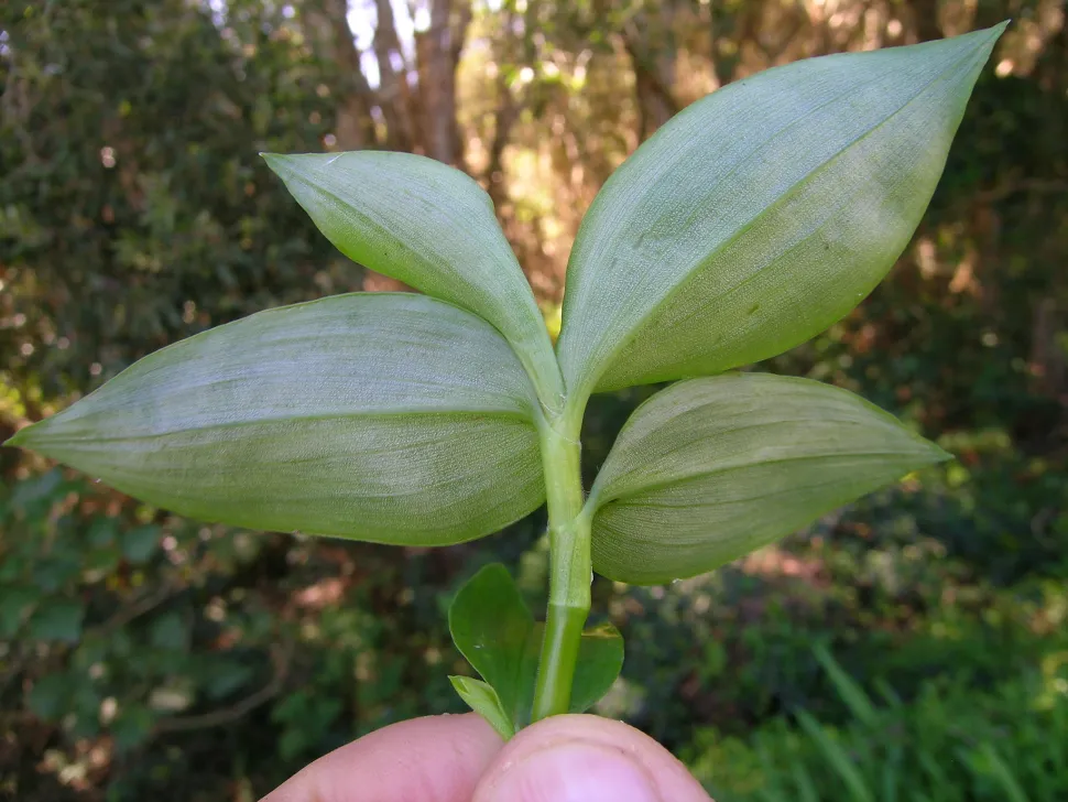 Fusto inguainato di Tradescantia fluminensis