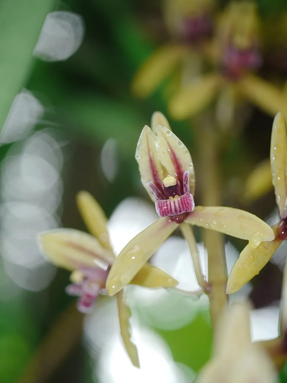 Grüne und purpurne Blüte Cymbidium aloifolium Orchidee Boot