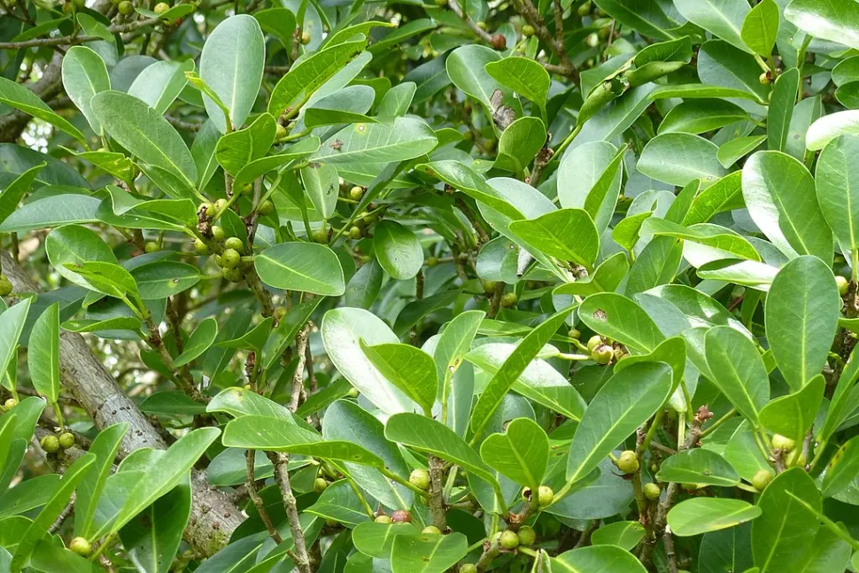 Vruchten van Ficus retusa
